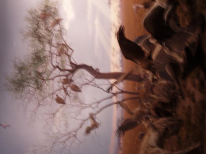 Picture of P3120038.jpg